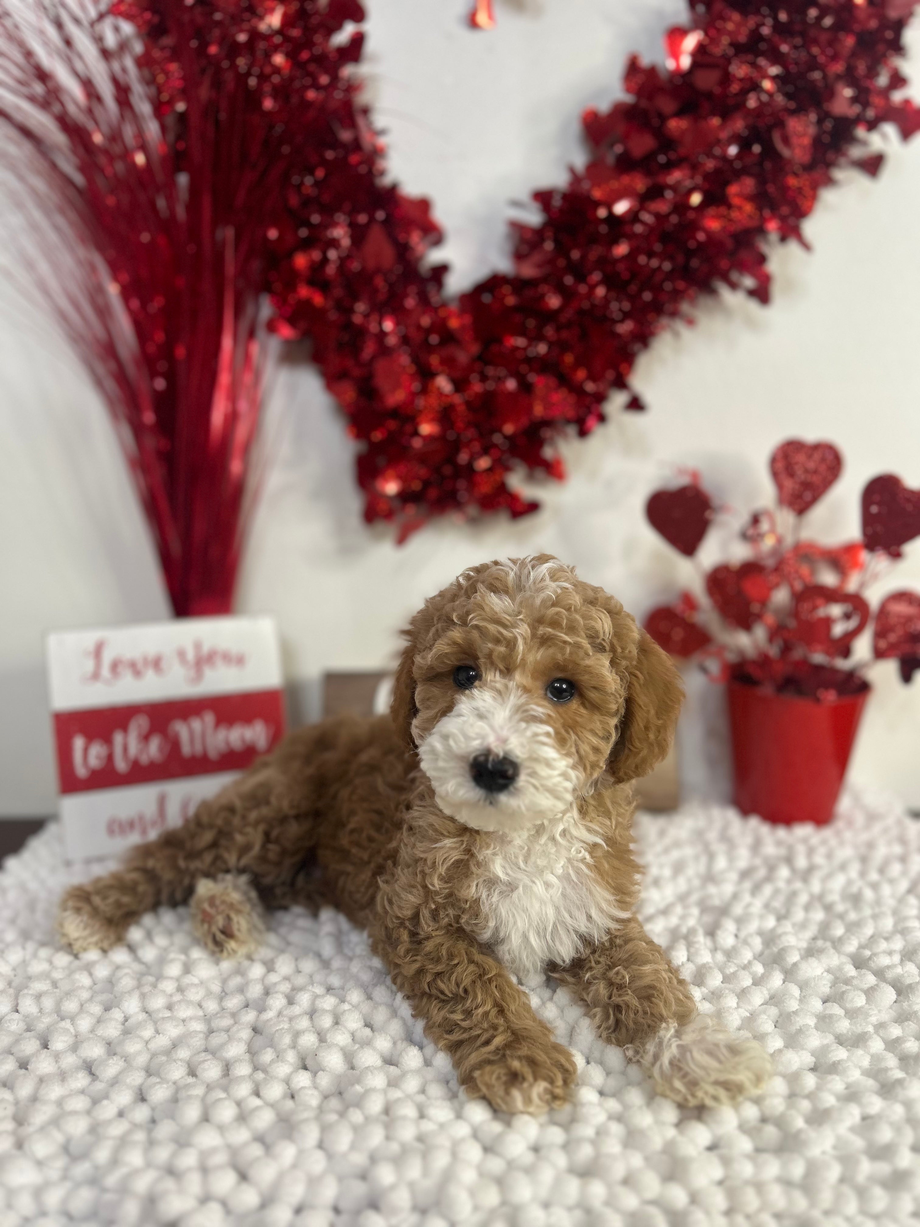 F1b sales micro goldendoodle